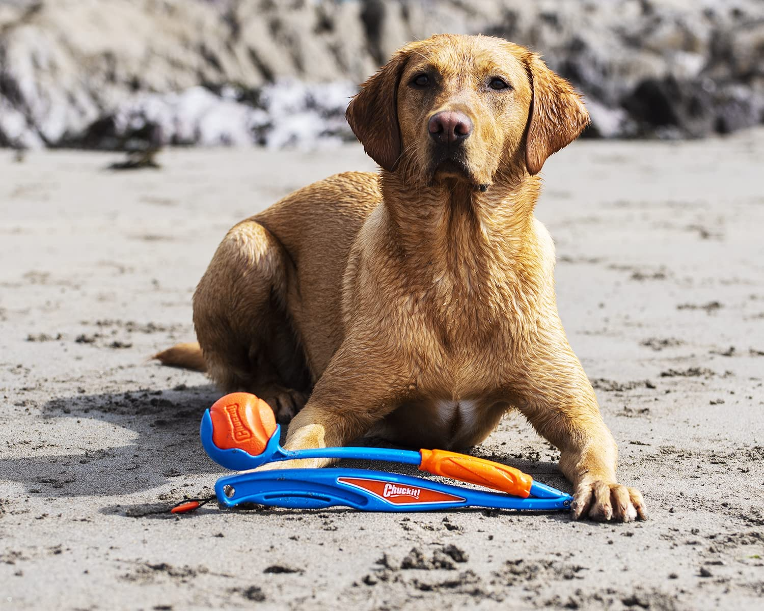Lanza Pelotas para Perros Chuckit! Fetch & Fold Launcher Lanza Pelotas para Perros Chuckit! Fetch & Fold Launcher